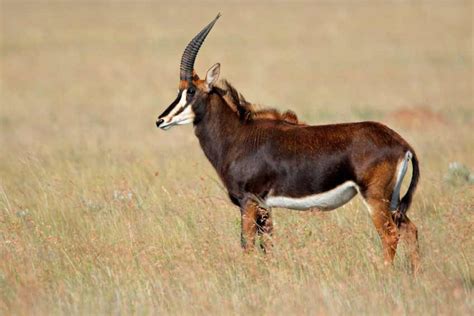 Top 10 most elegant antelope species of the African bushveld - Africa Freak