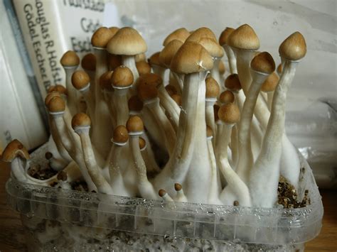 psilocybe cubensis - Psilocybe Cubensis For Sale - Psyttraxx