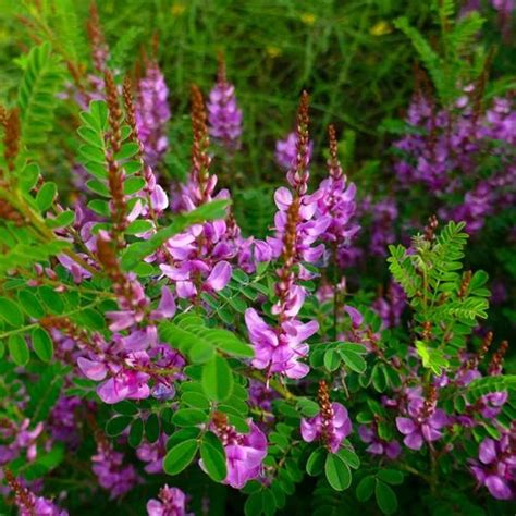 Indigo/ Neela Amari (Indigofera tinctoria) Medicinal Live Plant at Rs ...