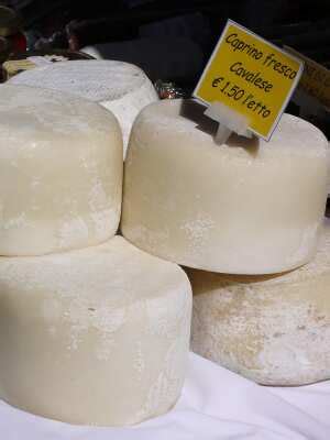 Caprino fresco cheese suppliers, pictures, product info