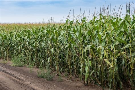 Premium Photo | Beautiful yellow corn field, farmland work, nature ...