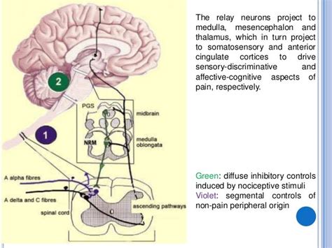 Nociceptors the sensors of the pain pathway