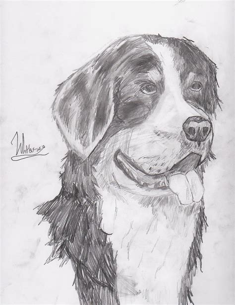 Realistic Bernese Mountain Dog Drawing by willy5000 on DeviantArt