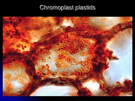 The Plastids That Function To Form And Store Fat Are - Nehan Opal