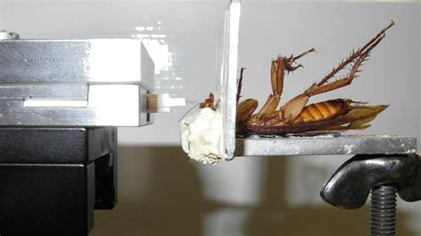 A Cockroach Can Bite With a Force 50 Times Its Body Weight | Science ...