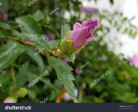 3 Mugunghwa Flower Bunch Images, Stock Photos & Vectors | Shutterstock