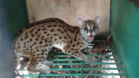 Warga Seruyan Tangkap Kucing Hutan yang Berkeliaran di Permukiman dan ...