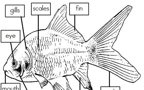 Labeled Diagram Of A Fish