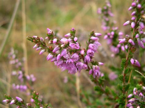 Heather Flower Plant