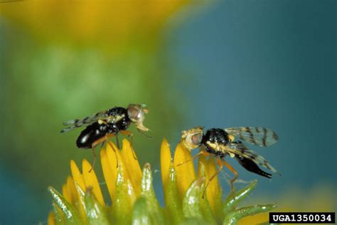 Starthistle/Chapter 2: Biology of Yellow Starthistle Biocontrol Agents ...