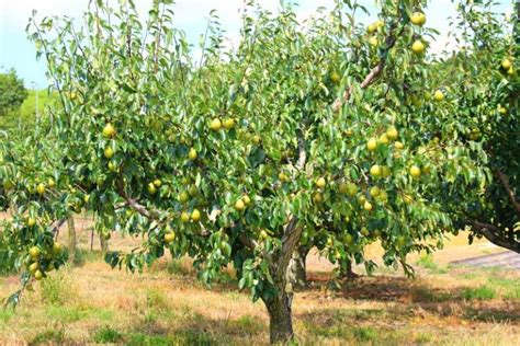 How to Grow Fruiting Pear Trees | Gardener’s Path