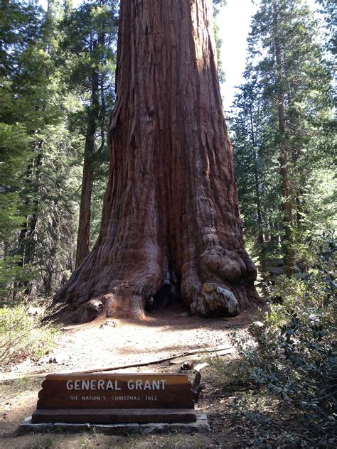 Majestic Giant Sequoia: A Must-See in the National Monument