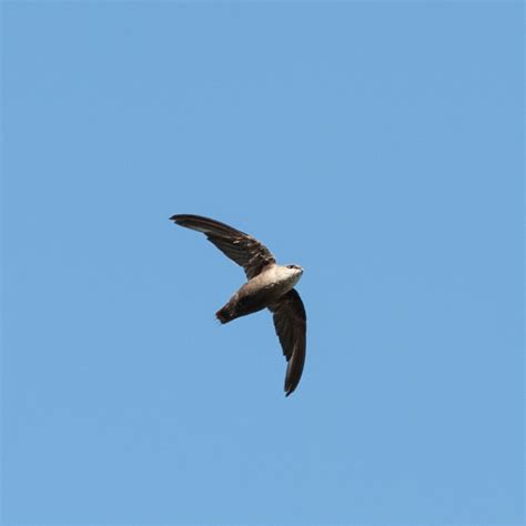 Chimney Swifts FAQ - Montgomery County OH - Mid-Valley Chimney