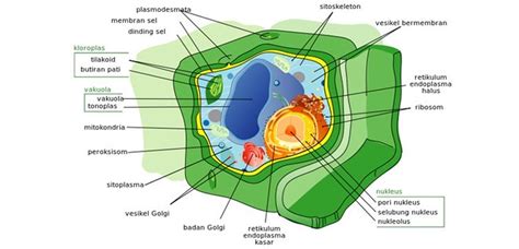 Chloroplast Function in Plant Cells, Definition and Structure - GreenMetric Universitas Medan Area