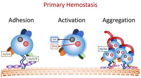 Brian Cox, MD, MAS on Twitter: "Aggregation requires fibrinogen binding ...