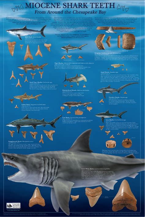 Miocene Shark Teeth Poster from the Calvert Marine Museum – myFOSSIL