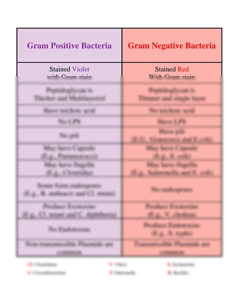 SOLUTION: Gram positive vs gram negative - Studypool