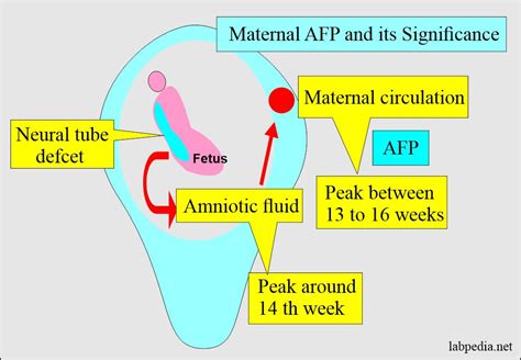 Alpha Fetoprotein - Maternal AFP, (α1- Fetoprotein ) and its Significance - Labpedia.net