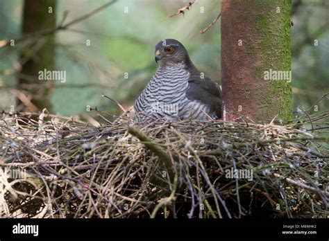 Vrouwtje Sperwer op het nest; Female Eurasian Sparrowhawk on the nest Stock Photo - Alamy