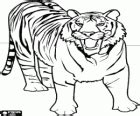 A stealthy tiger coloring page printable game