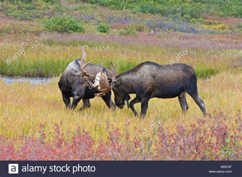 Bull Moose Fighting High Resolution Stock Photography and Images - Alamy