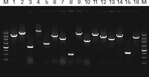 Colony PCR: Protocol complete in under an hour