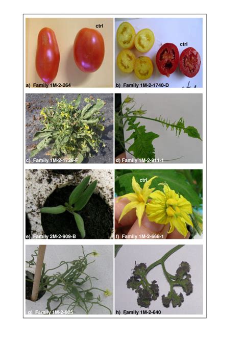 Mutations In Plants