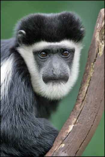 The Colobus Monkey Has No Thumb