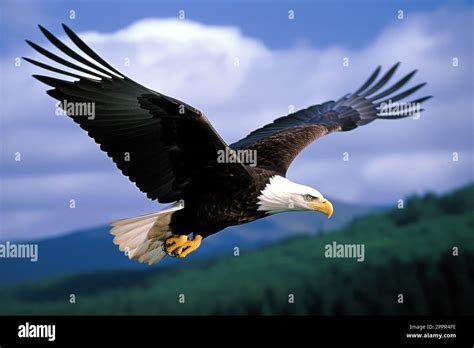 A majestic bald eagle soaring majestically through the air, its wide wingspan creating an ...