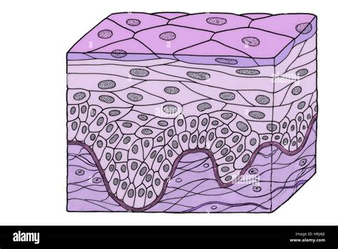 Stratified squamous epithelium hi-res stock photography and images - Alamy