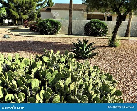 Xeriscape yard, Arizona stock photo. Image of community - 148462580