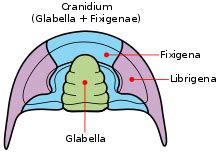 Trilobite - Wikipedia