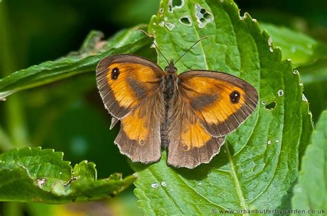 Gatekeeper Butterfly (Pyronia tithonus) | Urban Butterfly Garden