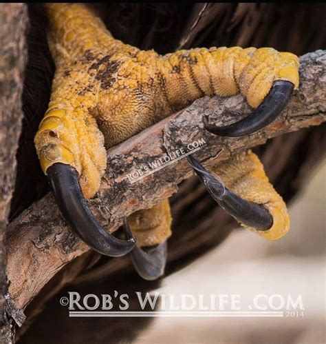 American Bald Eagle Talons, Talons Photography Print, Eagle Talon Images, Eagle Claws Wall Decor ...