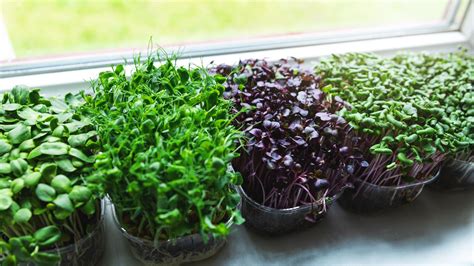 Growing Herbs Indoors: A Year-Round Kitchen Garden