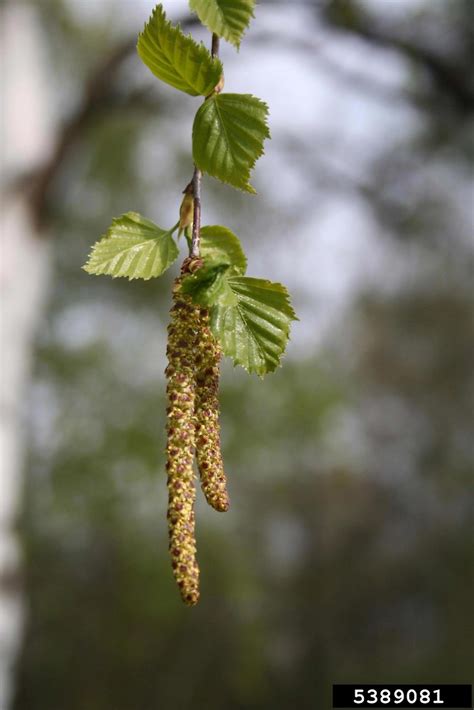 Betula pendula (European weeping birch): Go Botany