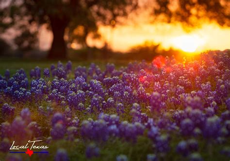 Bluebonnets at Sunset Texas Wildflowers Texas Hill Country | Etsy | Hình ảnh, Hình