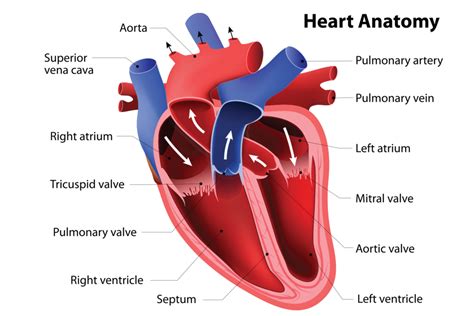 Cardiology Respiratory | Glasslyn Veterinary Surgery