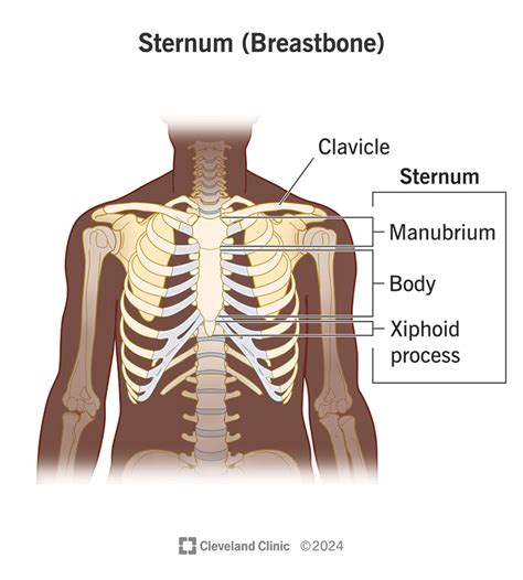 Sternum (Breastbone): What It Is, Where It Is & Anatomy