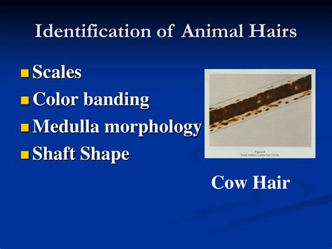 PPT - Hair Examinations PowerPoint Presentation, free download - ID:3523170