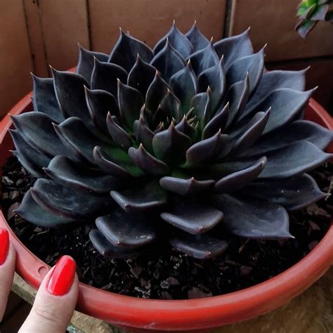 Feeling Goth or Dark Chic? Here Are 13 Interesting Black Indoor Plant ...