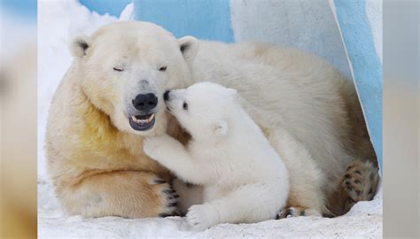 Polar bear photos: Stunning shots capture Earth's icons of climate change | Live Science