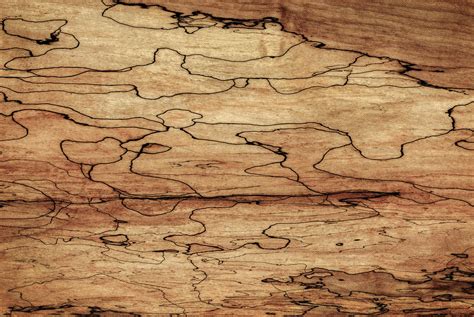 Sugar Maple Spalted Wood Grain Pattern Photograph by Phil Cardamone - Fine Art America