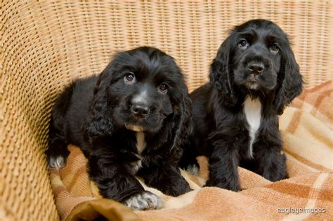 "Beautiful Black Cocker Spaniel Puppies" by eagleyeimages | Redbubble