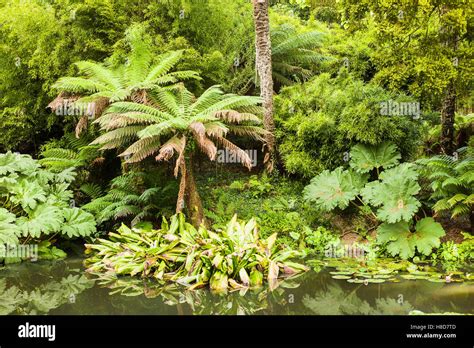 Verdant landscape in Heligan Jungle garden Cornwall UK Stock Photo - Alamy