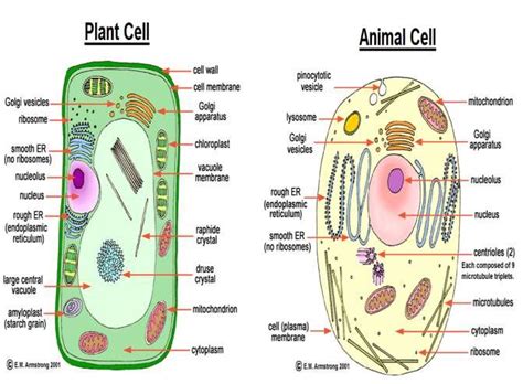 Structure of animal and plant cell | Download Scientific Diagram