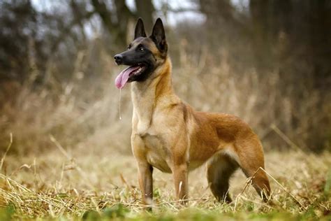 All Belgian Malinois Colors Explained – What Colors Are Up To The Breed ...