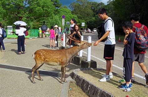 Deer draw tourists to Nara Park in Japan | The Star