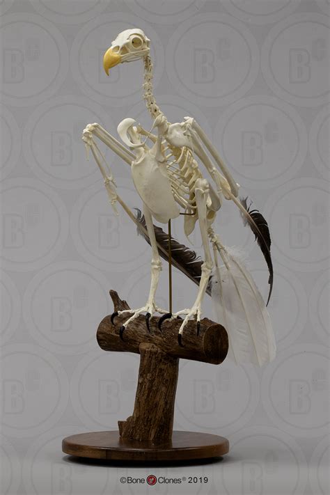 Articulated Bald Eagle Skeleton - Bone Clones - Osteological Reproductions