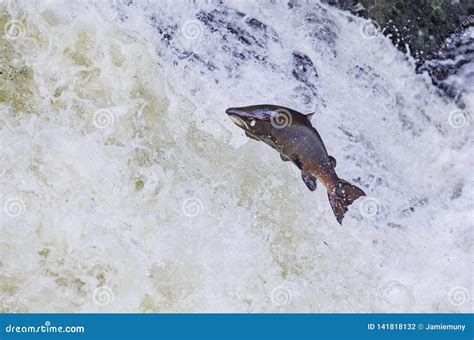 Wild Scottish Atlantic Salmon Leaping on Waterfall Stock Photo - Image ...